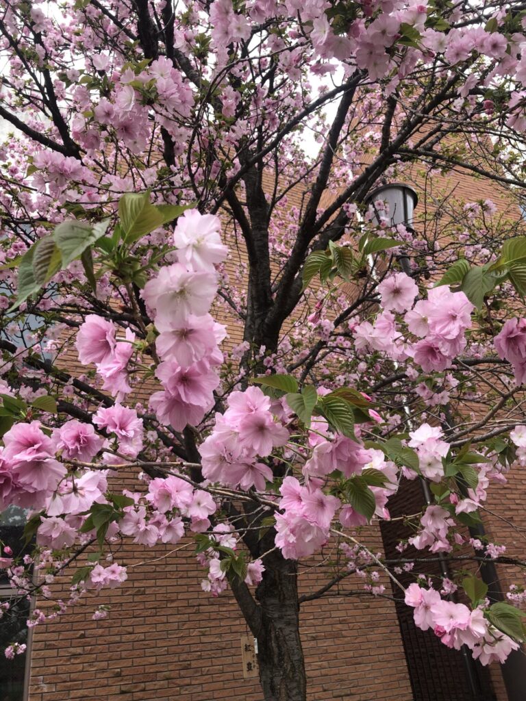 造幣局の桜