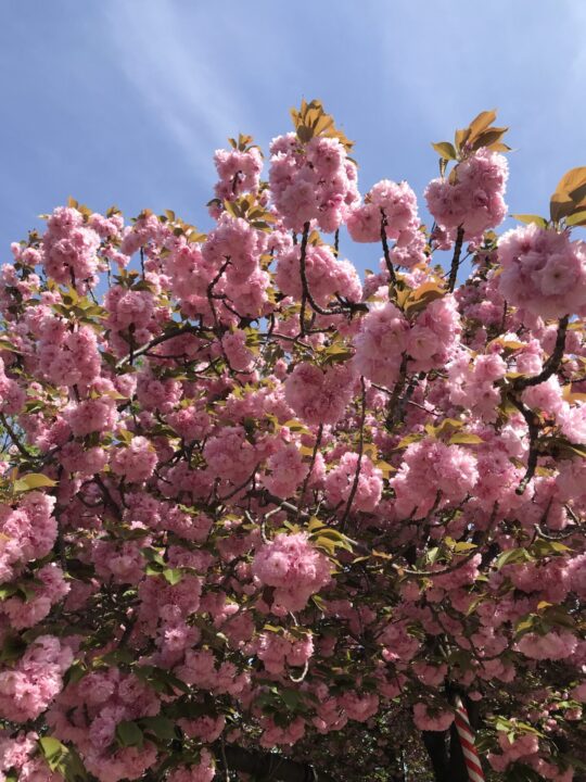 造幣局の桜